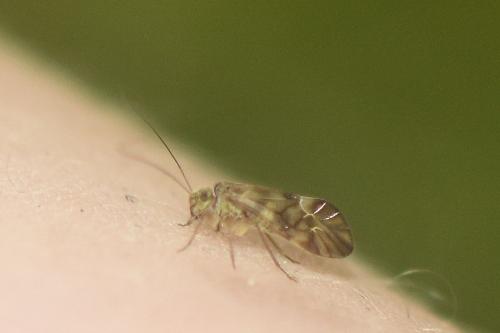 Réf. 236 213 : Metylophorus nebulosus